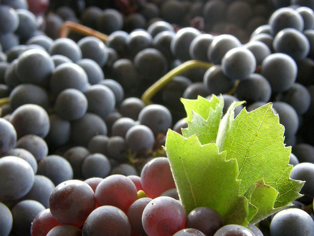 Tempranillo, la uva más internacional de España