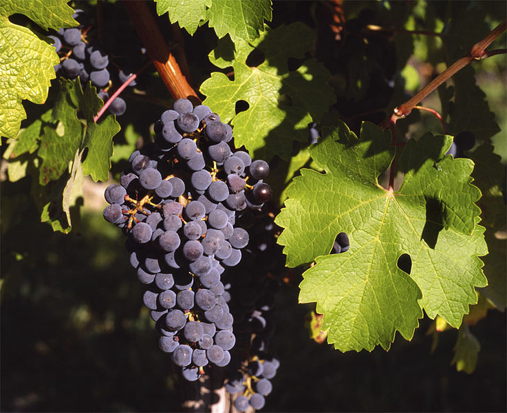 Cabernet Sauvignon, una uva muy internacional