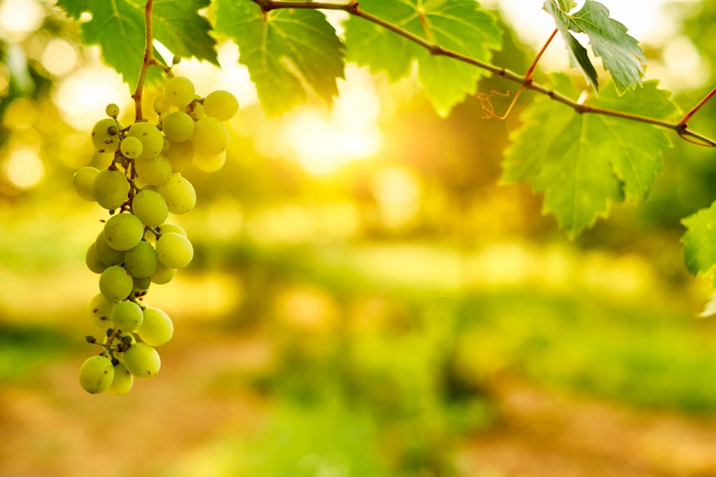 La uva Sauvignon Blanc en el mundo