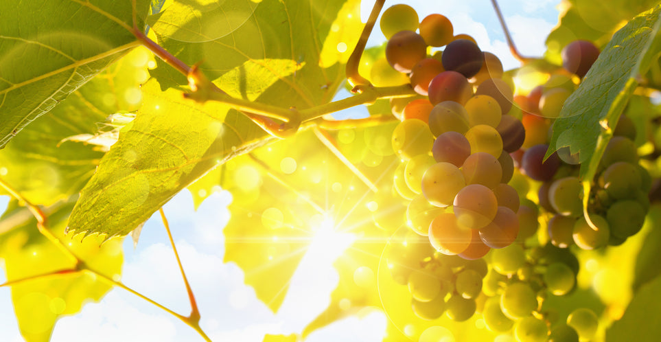 Entendiendo el vino español a través de sus uvas