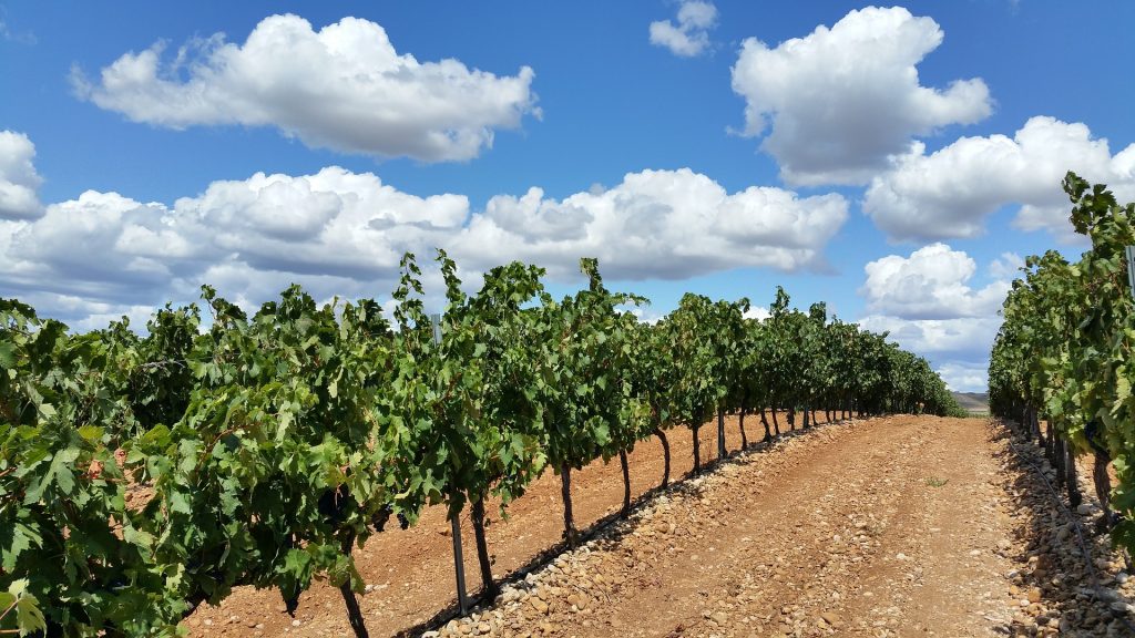 Algunos ejemplos de vinos de Rioja